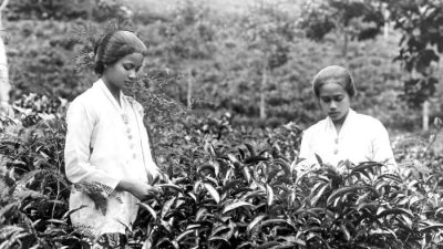 Wanita Sunda sedang memetik teh di zaman hindia belanda