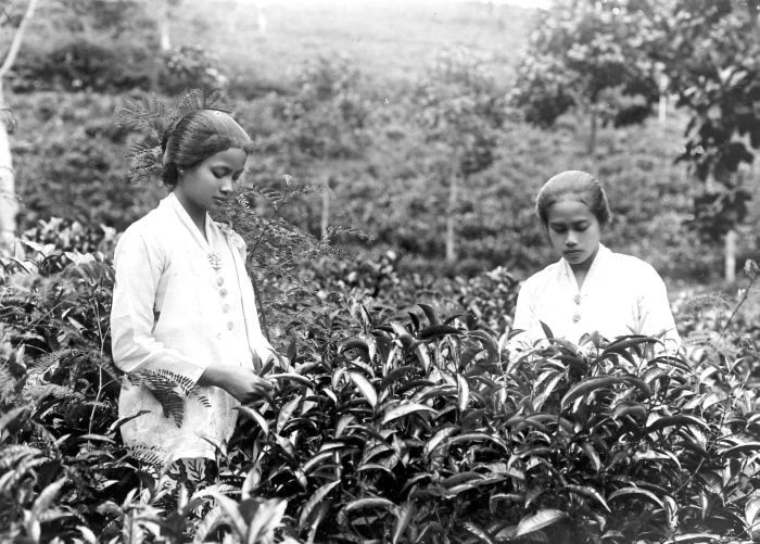 Wanita Sunda sedang memetik teh di zaman hindia belanda