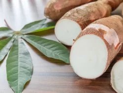 Manfaat Singkong: Dari Akar Hingga Ujung Daun
