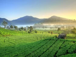 Eksplorasi Rancabali: Wisata Alam Sejuk dengan Transportasi Umum