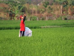 Sawah Terus Menyusut, Pemkab KBB Antisipasi Sawah Tadah Hujan