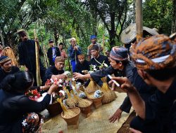 Tradisi Wiwitan, Ungkapan Syukur Sebelum Panen