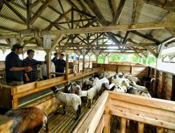 Ketahanan Pangan, Jabar Tingkatkan Pembibitan Domba Garut