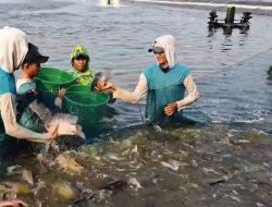 Pesisir Pantura Karawang Jadi Contoh Pengembangan Tambak Nila