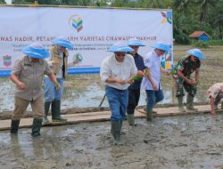 Wagub Jabar Panen Padi Cikawasen, Varietas Unggul asal Ciamis untuk Nasional