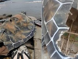 Bantahan Pihak Proyek Patung Penyu Pakai Kardus: Fiberglass Rp 30 Juta