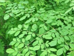 Manfaat Moringa Oleifera dan Keunikannya