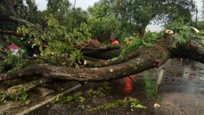 Insiden Pohon Tumbang di Dago, Sistem Penataan Pohon Akan Diperkuat