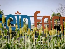 Pemerintah Pilih Kota Bandung sebagai Pusat Pengembangan Sorgum Nasional