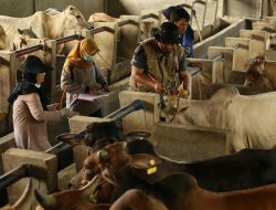 Jelang Iduladha: Indramayu Defisit Sapi Kurban, 734 Ekor Hewan di Depok Tak Layak Jadi Kurban