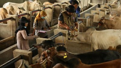 Jelang Iduladha: Indramayu Defisit Sapi Kurban, 734 Ekor Hewan di Depok Tak Layak Jadi Kurban