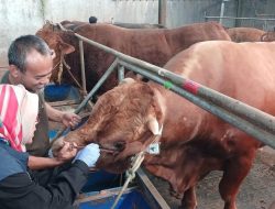 24.364 Ekor Hewan Kurban di Kabupaten Bandung Layak, 345 Ekor Dinyatakan Sakit