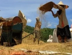 Pemkab Garut Targetkan 816.860 Ton Produksi Padi  Tahun Ini