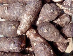 Selain Rasanya Enak Ubi Talas Bermanfaat Untuk Kesehatan