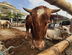 Pemkab Karawang Bagikan 62 Hewan Kurban ke Masjid dan Pondok Pesantren
