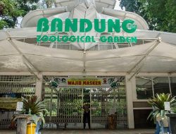 Bandung Zoo Masih Tutup, Satwa Terancam Tanpa Pemasukan