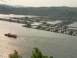 Pakar IPB: Bahaya Merkuri Ikan di Waduk Cirata, Perlu Revitalisasi