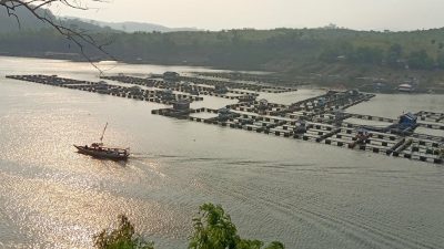 Pakar IPB: Bahaya Merkuri Ikan di Waduk Cirata, Perlu Revitalisasi