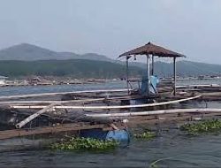 Respons Dedi Mulyadi Soal Ikan Cirata Tak Layak Konsumsi