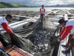 Soal Keramba Jaring Apung Pangandaran, Susi ke Dedi Mulyadi: Tolak 100 Persen