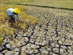  3,2 Juta Petani Jabar Bakal Dilindungi Asuransi Anti Gagal Panen, Pergub Dipersiapkan