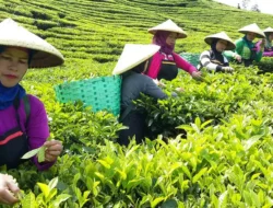 Tenaga Kerja Kebun Teh Jawa Barat Dapat Lowongan Kerja dari Malaysia