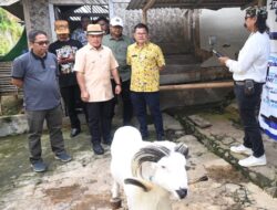 Domba Kuningan dan Domba Garut Piala Presiden, Kalahkan Ribuan Peserta Kualifikasi