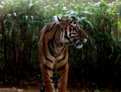 Penamaan Daerah Tidak Lepas dari Keberadaan Harimau di Wilayah Priangan