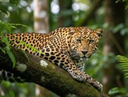 Macan Tutul yang Kabur dari Lembang Park Lari ke Hutan Tangkubanparahu