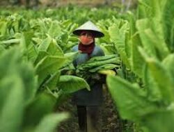 Miliki Potensi Tembakau Terbesar di Jawa Barat, Garut Disiapkan Jadi Sentra Industri