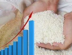BPS Merilis Rata-rata Harga Beras Agustus 2025 Naik, Meloncak Dibanding Tahun Lalu