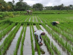 Ketahanan Pangan Garut Rapuh, Rehabilitasi Irigasi Jadi Taruhan