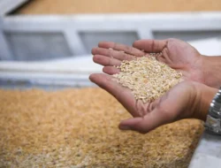 Dukung MBG, Bulog Jabar Pastikan Serap Gabah Petani Rp6.500 Per Kg