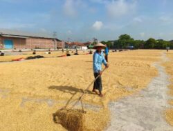 Masuki Puncak Panen Raya, Harga Gabah di Indramayu Tetap Untungkan Petani