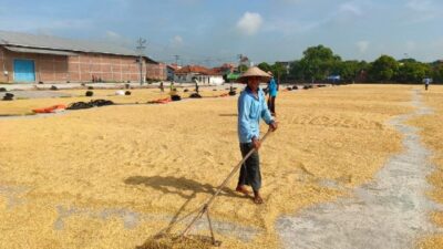 Masuki Puncak Panen Raya, Harga Gabah di Indramayu Tetap Untungkan Petani
