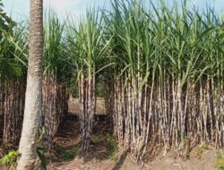 Subang Ambil Peran Sentral Swasembada Gula, Pemda dan Kementan Gelar Tanam Perdana Tebu Bongkar Ratoon