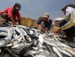 Potensi Rp1,2 Triliun, PAD Perikanan Cirebon Hanya Sentuh Rp100 Juta