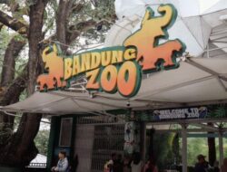 Eks Petinggi Bandung Zoo Divonis 7 Tahun, Kejati Jabar Masih Pikir-pikir