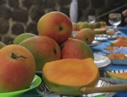 Mangga Gedong Gincu Indramayu Dapat Sertifikat Indikasi Geografis