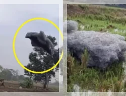 Terkait Video Gumpalan Hitam Mirip Awan Berterbangan di Subang, Ini Kata BMKG