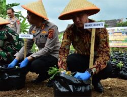 Menanam Ubi Cilembu dalam Polybag Diluncurkan Polres Sumedang