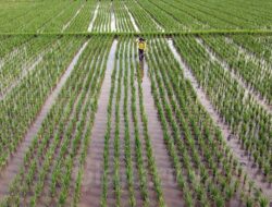 Hari Pangan Sedunia, 2 Dosen IPB Ungkap Kondisi Miris Sawah Indonesia