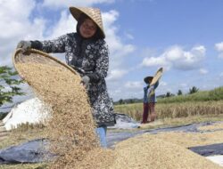 Bulog Jawa Barat Serap 754 Ribu Ton Gabah Petani, Dukung Program KDMP dan MBG