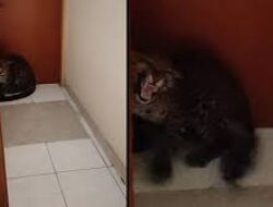 Macan Tutul Masuk Hotel di Bandung, BKSDA Cek ke Lokasi