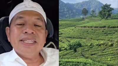 Dedi Mulyadi Akan Tanami Kembali Perkebunan Teh di Pangalengan