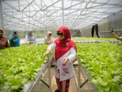 Ngider Cing Ikah Terus Berlanjut, E30 Farm: Hidroponik Tumbuhkan Harapan