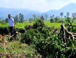 Bupati Bandung Setuju Penebang Kebun Teh di Pengalengan Ditindak Tegas