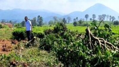 Bupati Bandung Setuju Penebang Kebun Teh di Pengalengan Ditindak Tegas