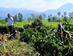 Dedi Mulyadi Sebut Perusakan Kebun Teh Pangalengan Masuk Pidana, Rugikan Negara Rp 135 Miliar