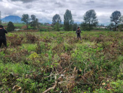 Perusakan Kebun Teh Malabar di Pangalengan: Dedi Mulyadi Sebut Dilakukan Sistematis dengan Pendanaan Besar
